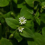 gen.Stellaria