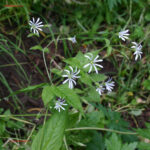 Stellaria nemorum