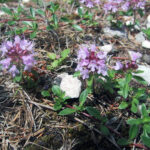 gen.Thymus