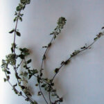 Thymus froelichianus