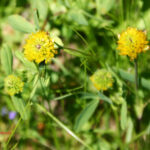 Trifolium badium