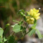 Trifolium campestre
