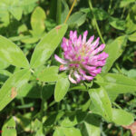gen.Trifolium