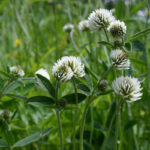 Trifolium montanum