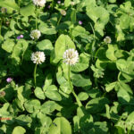 Trifolium repens