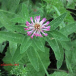 Trifolium medium