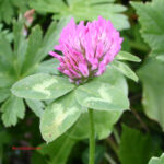 Trifolium pratense