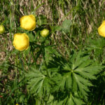 gen.Trollius