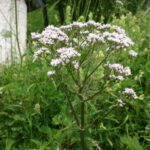 Valeriana officinalis