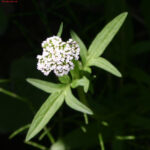 Valeriana dioica