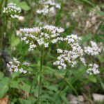 Valeriana tripteris