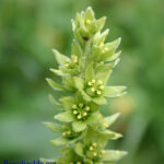 gen.Veratrum