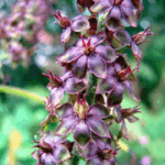 Veratrum nigrum