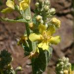 Verbascum lychnitis