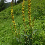 Verbascum nigrum