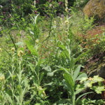 Verbascum thapsus