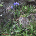 Veronica bellidioides