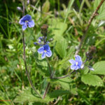 Veronica chamaedrys