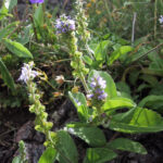 Veronica officinalis