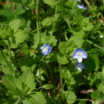 Veronica persica