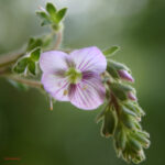 Veronica serpyllifolia
