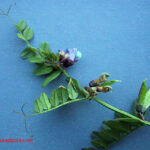 Vicia sepium