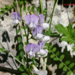 Vicia sylvatica