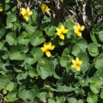 Viola biflora